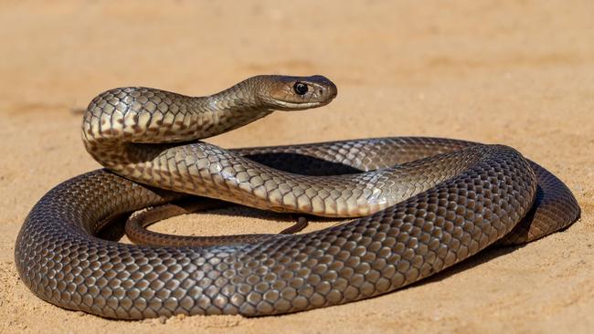 A Queensland man died after a suspected eastern brown snake bite on Saturday. Picture: Supplied