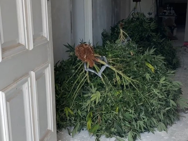 Police seize cannabis crop at a home in Melbourne's northwest. Picture: Victoria Police