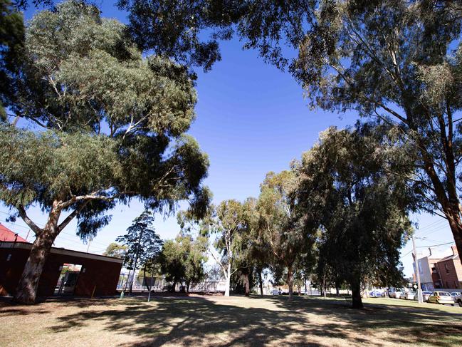 Trees in Gandolfo Gardens are under threat. Picture: Sarah Matray