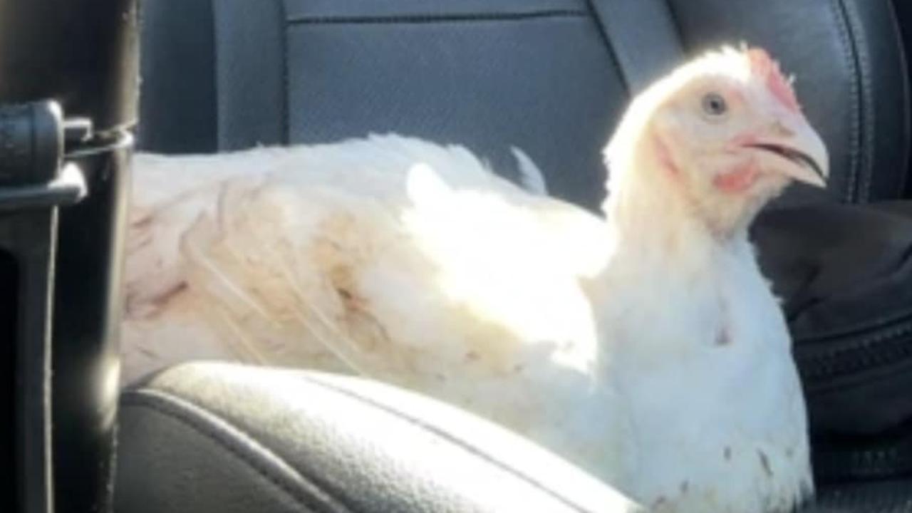 ‘Not dying today’: Brave chook saved jumping from truck en route to factory 