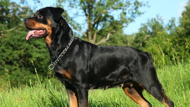 A rottweiler is believed to be the dog involved in the attack. Picture: Generic.