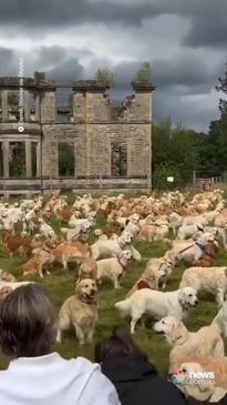 The best of viral dog videos in honour of International Dog Day