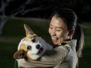 Cheeky corgi Haku has finally been returned to her owner Carmen Pham.