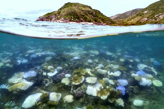 Coral bleaching -- such as that seen here around Lizard Island on Australia's Great Barrier Reef -- happens when the water is too warm