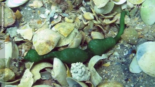 Underwater photographer captures a Green Spoon Worm in Port Phillip