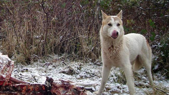 Animals Australia will tell the Supreme Court all wild dogs are dingoes and must be protected. Picture: Doug Read