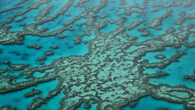 <s1>A new study has found that the Great Barrier Reef is an international treasure, too big to fail economically</s1>. <source>Picture: LACHIE MILLARD</source>                                             <source/>