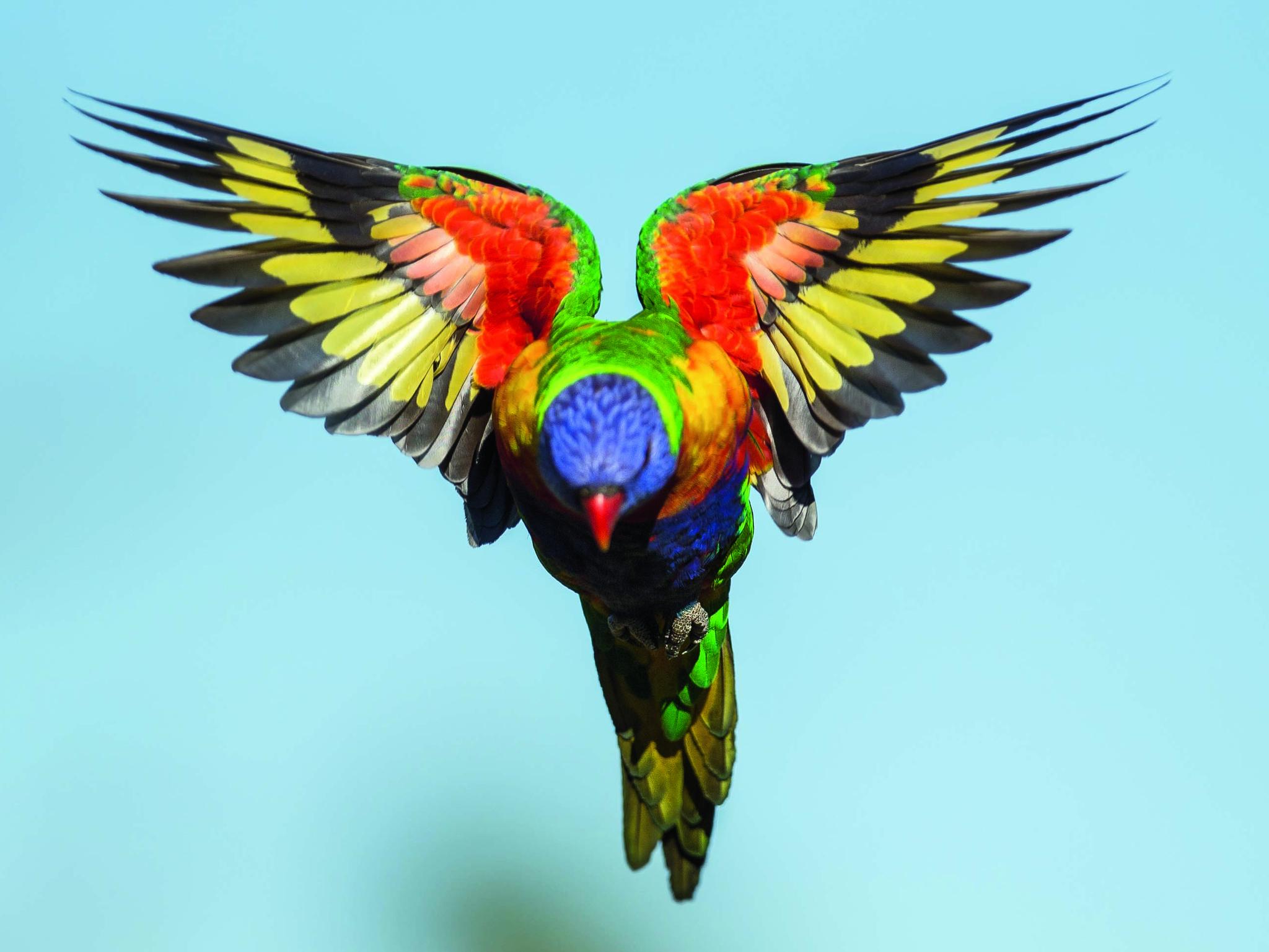 Nature Mates - Wild bird feeders in Australia