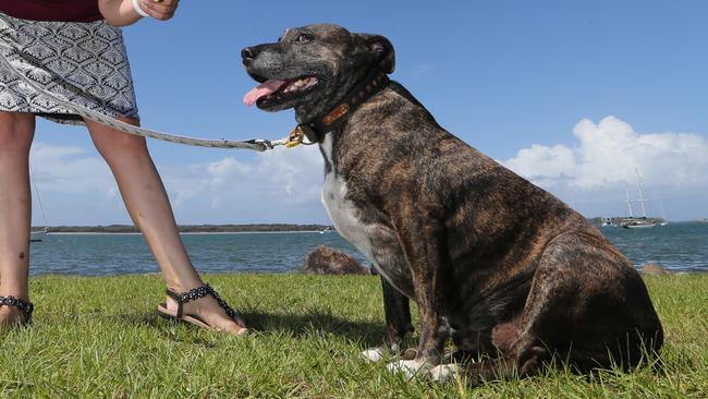 Kylie Paulsen of Arundel is trying to get her dog Chopper, a 25kg eight year old Staffordshire Terrier, to lose weight for the Pets Biggest Loser competition. Picture Glenn Hampson