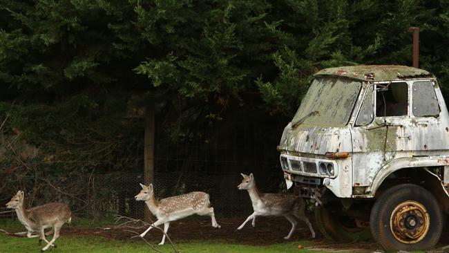 Fallow deer run through a private property in Silvan.