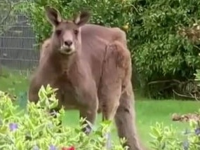 Monster kangaroo mauls woman at home