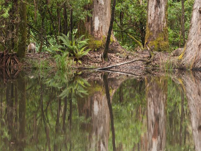 Rosalyn was setting up a photo to capture the beautiful reflections in Sanatorium Lake, Mount Macedon when she was mightily surprised by a koala walking into the picture. A lucky split second photo! Picture: Rosalyn Franklin, Murrumbeena.