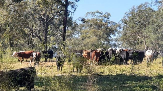 Southern Highlands man Christopher Stephen has admitted to stealing a herd of 54 cattle. Picture: NSW Police Rural Crime Prevention Team