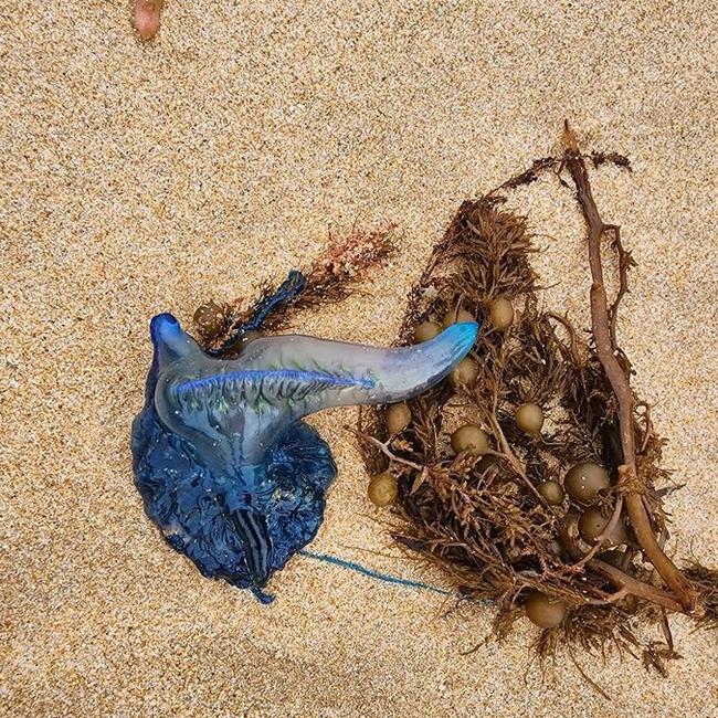 A bluebottle jellyfish on the beach at Cape Woolamai. Picture: Supplied