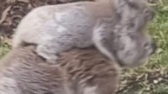 Koala fatalities are up in the Northern Rivers, with 30 car hits in the last month. A particular stretch of the Bruxner Highway is of major concern to Friends of the Koala.