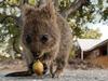 ‘Happiness always looks small while you hold it in your hands, but let it go, and you learn at once how big and precious it is’
MAXIM GORKY


Quokkas are the happiest creatures on Earth, according to Aussie animal photographer Alex Cearns.