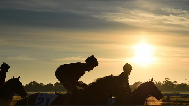 MELBOURNE, AUSTRALIA — OCTOBER 03: (L-R) United Kingdom horses Fastnet Tempest, Mask of Time and Wall of Fire during a trackwork session at Werribee Racecourse on October 3, 2017 in Melbourne, Australia. (Photo by Vince Caligiuri/Getty Images)