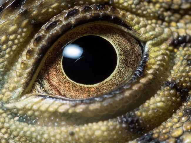 Water Dragon. Steve Irwin’s 13-year-old son Robert demonstrates an exceptional talent behind the lens with a series of candid and close-up images of wildlife in their natural habitats. Picture: Robert Irwin