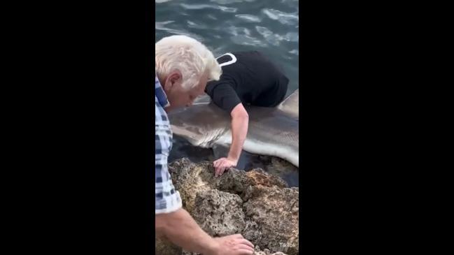 WA fishermen rescue shark 