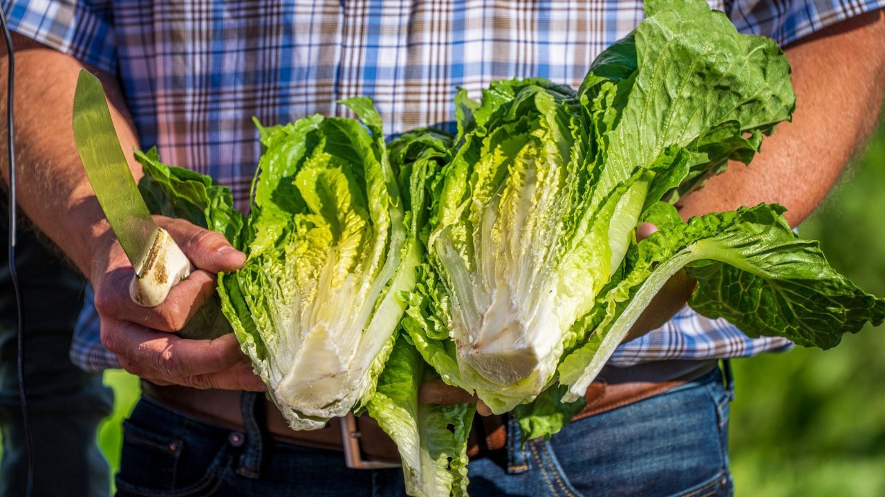 Cost of living: Vegetable, iceberg lettuce prices finally expected to ...