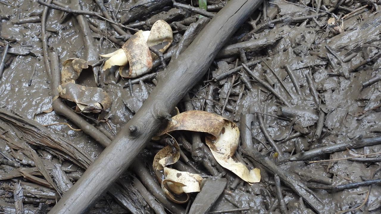Crocodile hatchling eggs near the King River. Picture: Rodney Fischer
