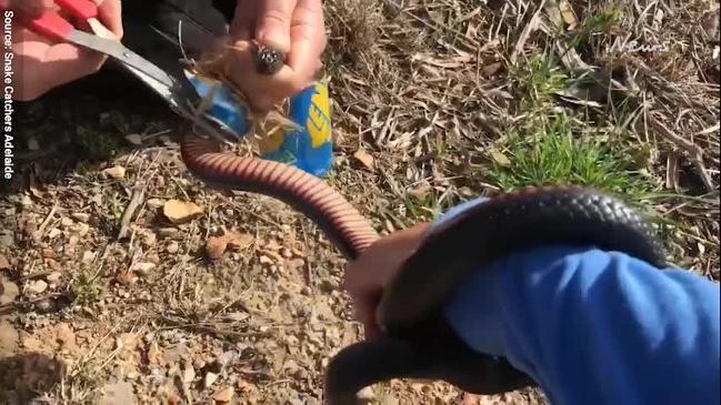 Snake Catchers Adelaide frees red belly snake from soft drink can