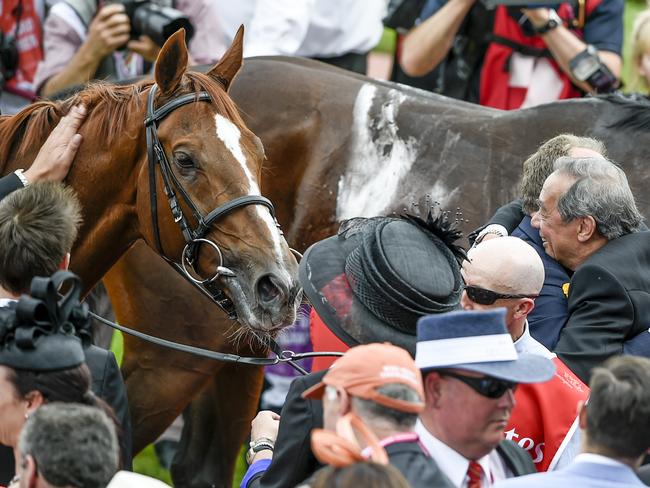 2014 Melbourne Cup at Flemington Race Course. Red Cadeaux after the race. Picture: Jason Edwards.