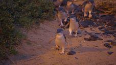 AU VIC:    Tiny Phillip Island Penguins Have a Wander on the Beach   August 09