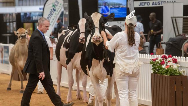 Judging at International Dairy Week. Picture: Rob Leeson