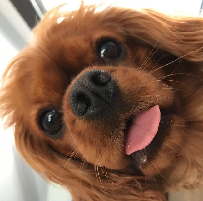 RUBY: Up close and personal. Meet the prettiest of pooches, cavalier spaniel Ruby.