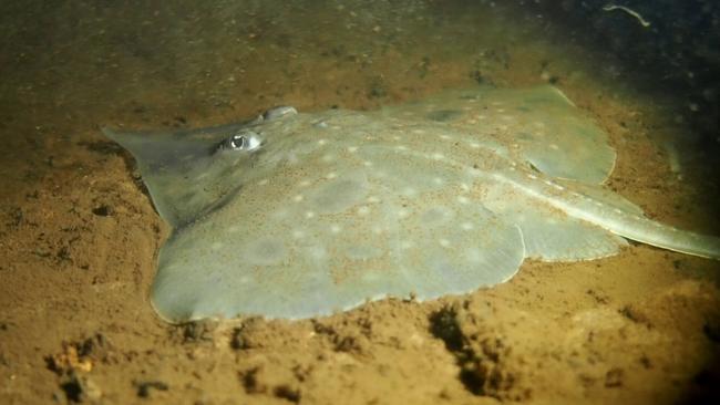 The endangered Maugean skate in Macquarie Harbour, Tasmania. Picture: Jane Ruckert