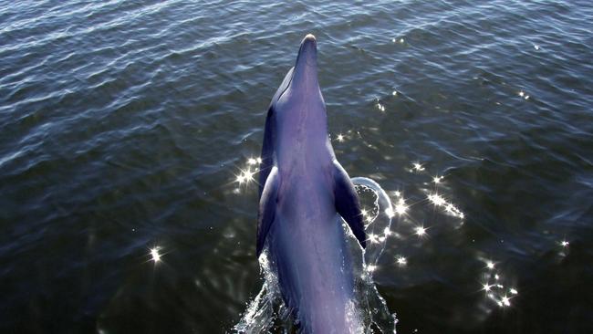 Billie the dolphin "tail-walking" on the Port River in 2007.