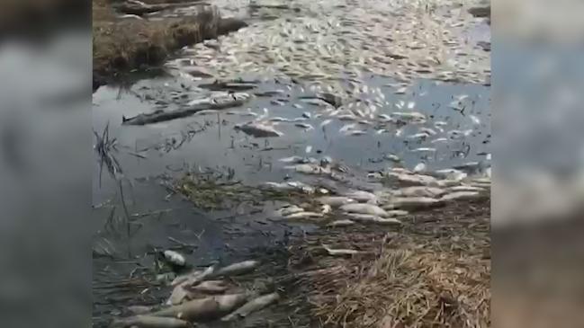 Wrangler Matt Wright discovers a billabong of dead fish near Finniss River