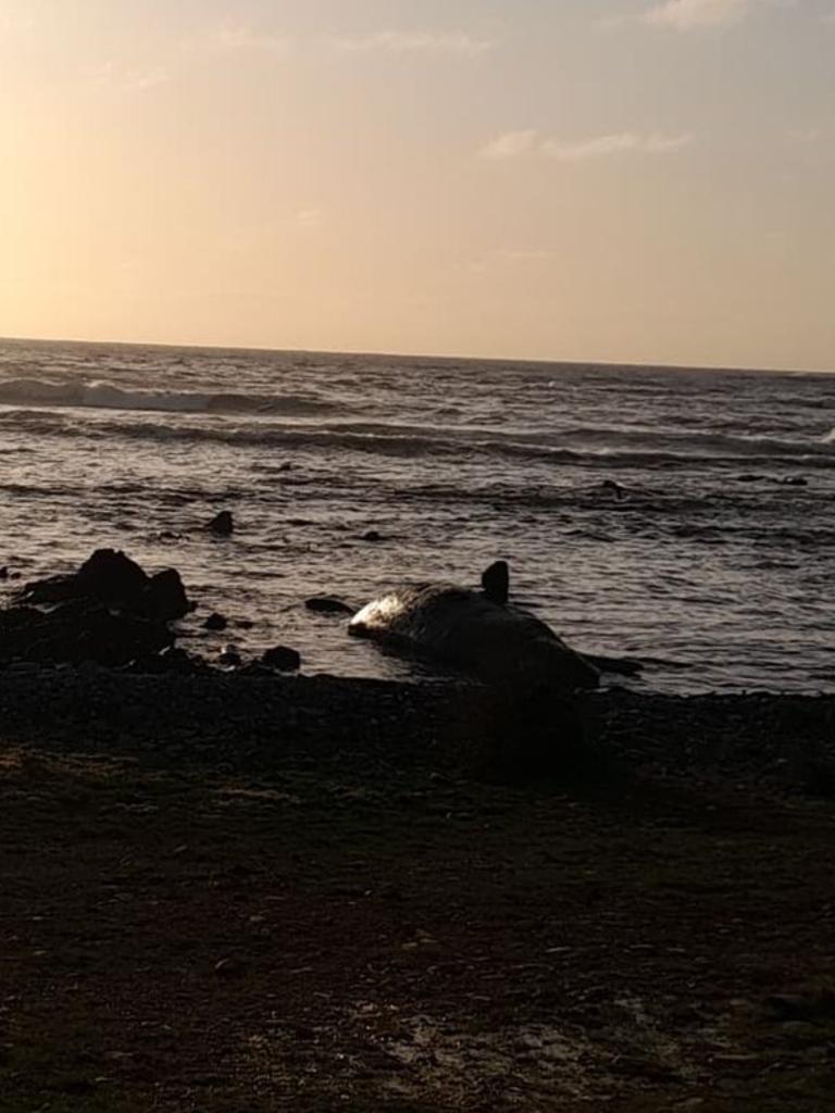 At least 14 young male sperm whales have died after a mass stranding on King Island. Photo: Sarah Baldock