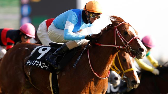 Japanese raider Chestnut Coat has been the biggest firmer for the Melbourne Cup.