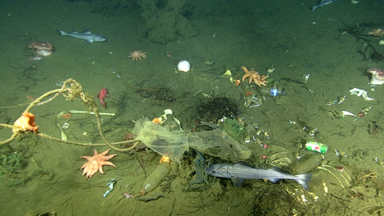 A close-up view of a micro-depression, showing trash, rocks, sea floor animals and fish. Image: © 2019 MBARI