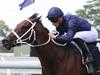Waller: Spring Champion not a two-horse race