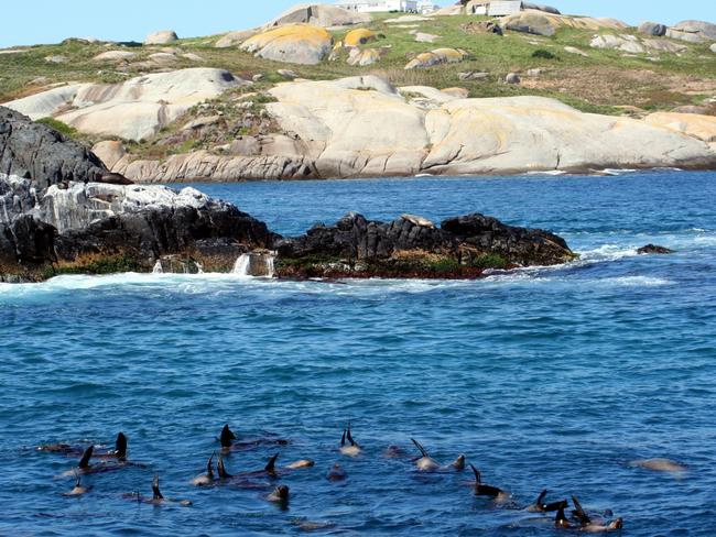 The seals off Montague Island. Picture: Supplied