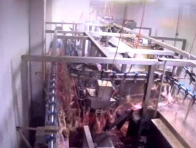 Star Poultry Abattoir Keysborough Footage Shows Chickens Boiled Alive 
