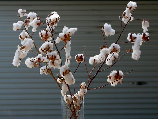 <b>Branches of cotton: </b>I’m from Blackburn in Lancashire, which is a cotton mill town. Danielle buys me these to remind me of home.