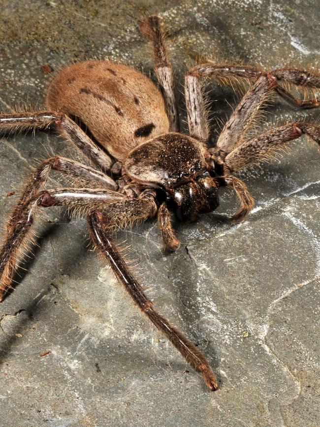 An example of a Huntsman spider. Picture: Hodgson