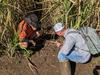 Deadly fire ants build ‘rafts’ as largest infestation hits Logan River