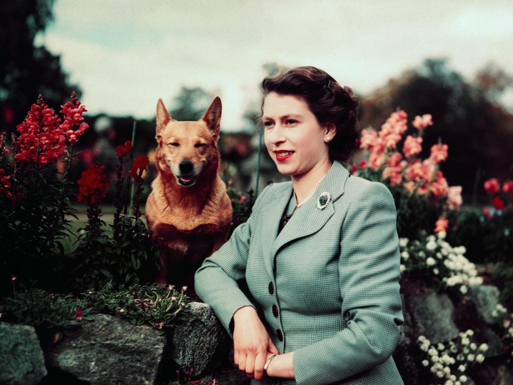 Queen Elizabeth has always loved corgis, evidenced by this photo from 1951.