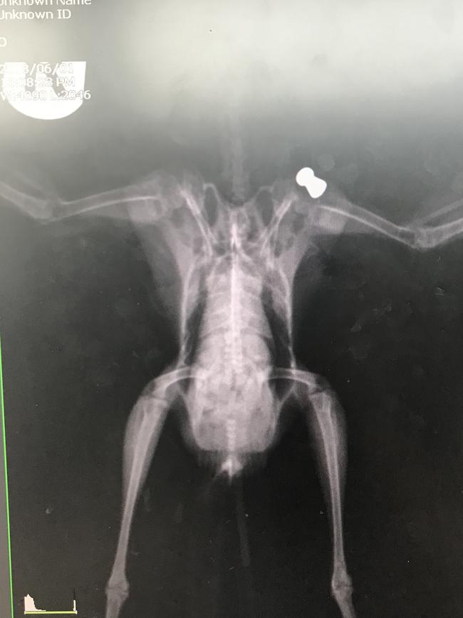 An x-ray showing the pellet in Frankie’s shoulder.