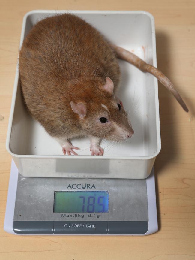 Ron weighed in at 785 grams! Picture Glenn Hampson