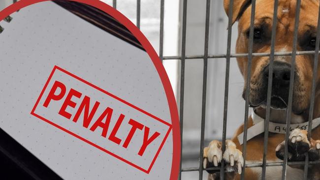 South Burnett Council has introduced residential inspections where each unregistered dog will incur a hefty fine.