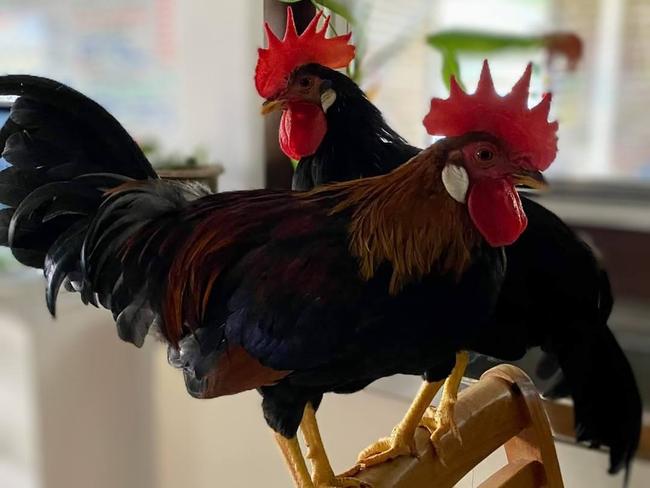 Bantam roosters Larry and Burt have found their voices and need a new home. Can you help? Picture: Supplied.