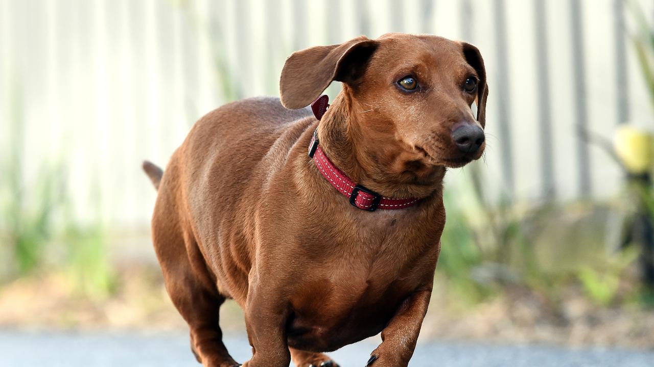 Henry the sausage dog's weight loss journey revealed ...