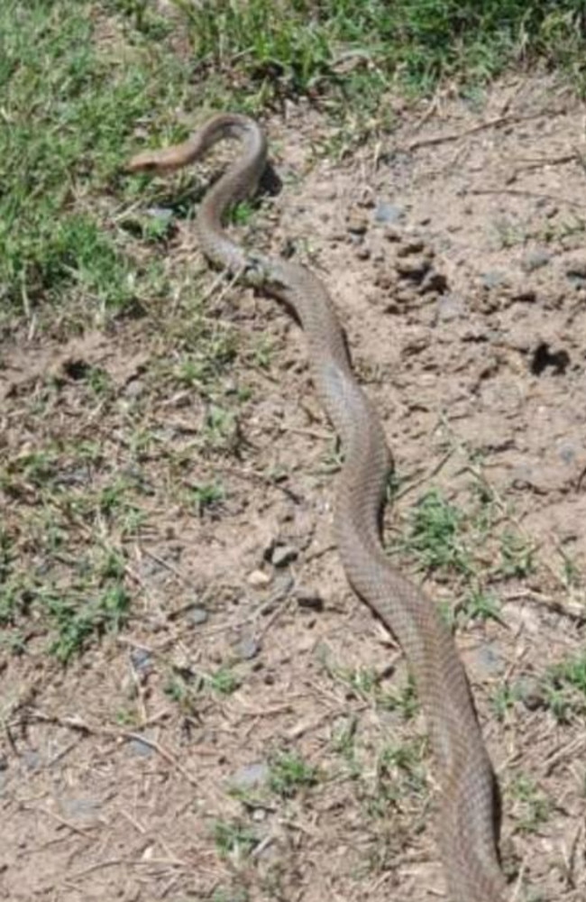 The eastern brown snake has the second most toxic venom in the world. Picture: File