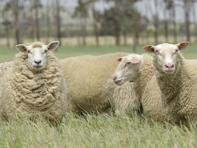 Farmer manager at Murnong Farming, Josh Walter, Inverleigh, with mostly East Freisian sheep, which the farm plans to use as dairy sheep. Photo: DANNIKA BONSER